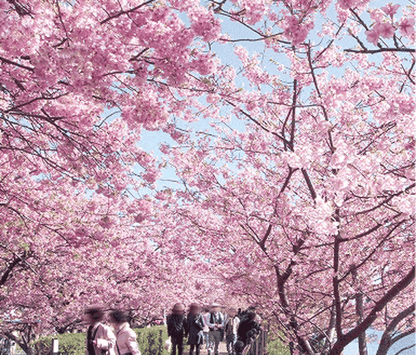 plan_kawazu_lunch_02